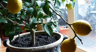 Jak správně zasadit citron doma, aby nesl ovoce